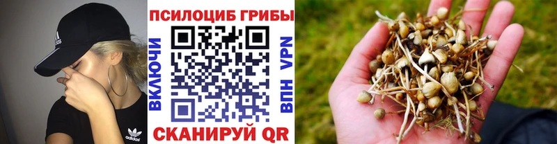 Галлюциногенные грибы GOLDEN TEACHER ОМГ ОМГ как войти нарко площадка клад Суджа